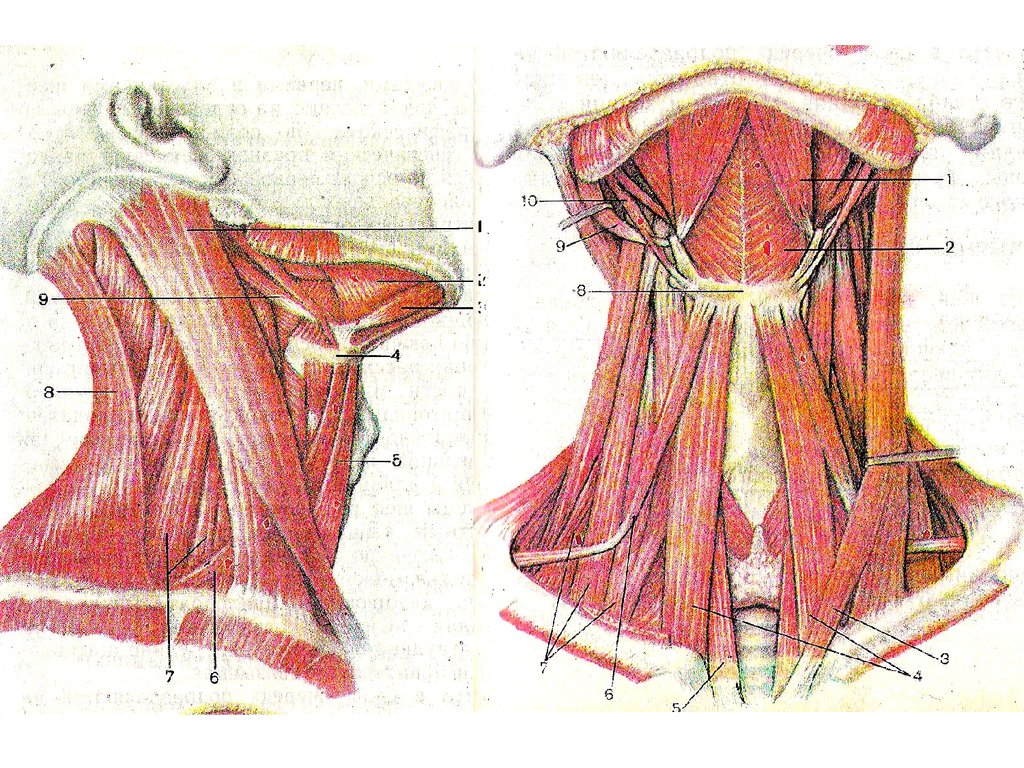 Анатомия шеи. Топография мышц шеи анатомия. Медиальный треугольник шеи топография. Треугольник Пирогова анатомия. Мышцы шеи топографическая анатомия.
