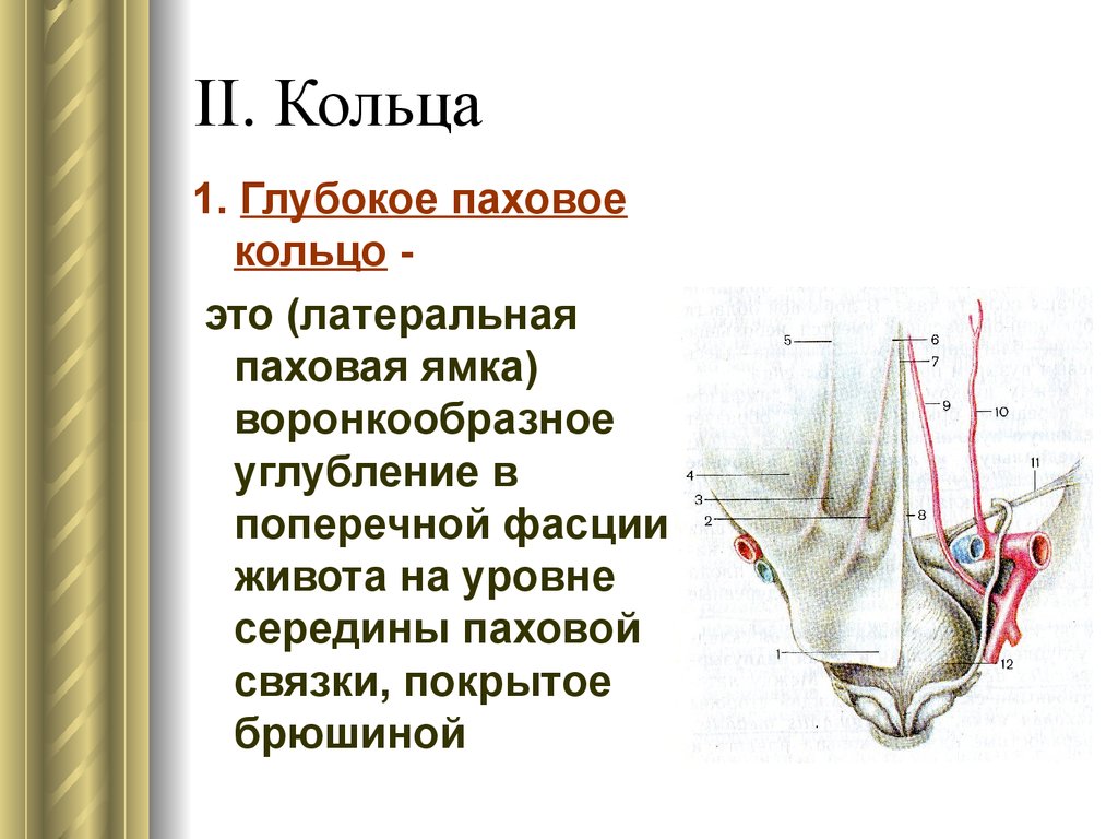 Расширение пахового кольца. Поверхностное кольцо пахового канала анатомия. Внутреннее паховое кольцо анатомия. Паховый канал глубокое паховое кольцо.