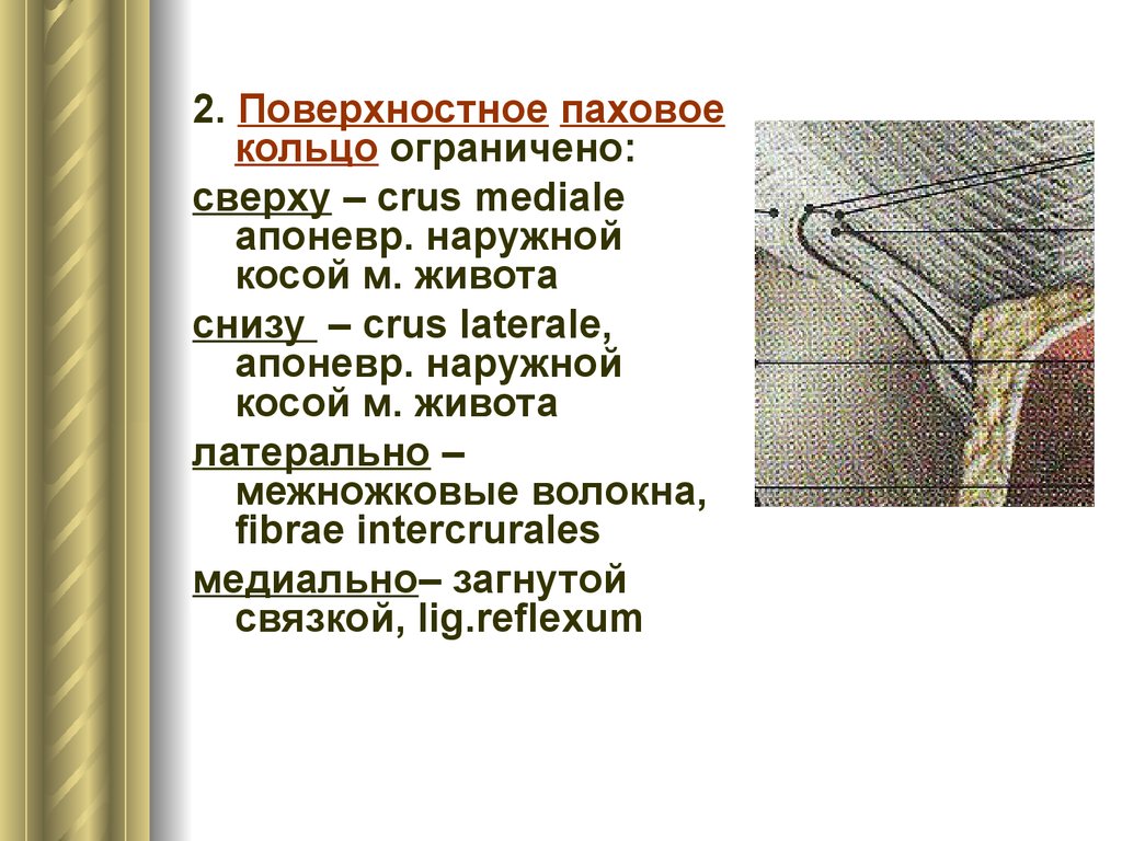 Поверхностное кольцо. Поверхностное кольцо пахового канала. Поверхностное паховое Кольк. Поверхностное паховое кольцо ограничено. Поверхностное паховое кольцо сверху ограничивает:.