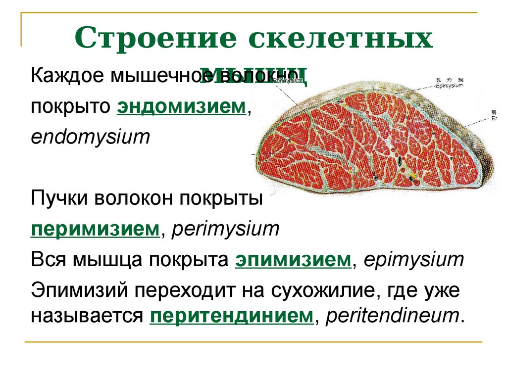 Какую функцию выполняет скелетная мускулатура. Строение скелетной мышцы. Строение скелетных мышц кратко. Строение скелетной мышцы схема. Строение мышцы эндомизий.