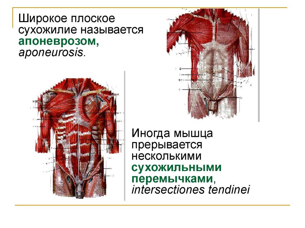 Анатомия опорно-двигательного аппарата головы, шеи, туловища - презентация  онлайн