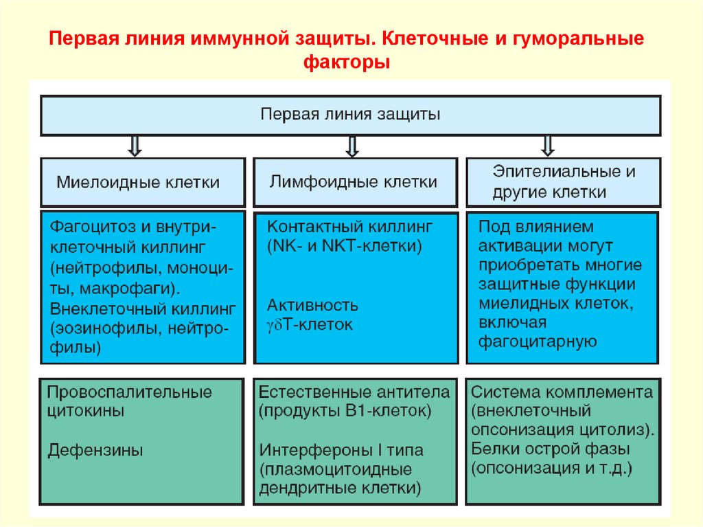 Клеточные факторы защиты. Первая линия защиты (врожденный иммунитет). Клеточные и гуморальные факторы защиты. Клеточные и гуморальные факторы иммунной защиты.