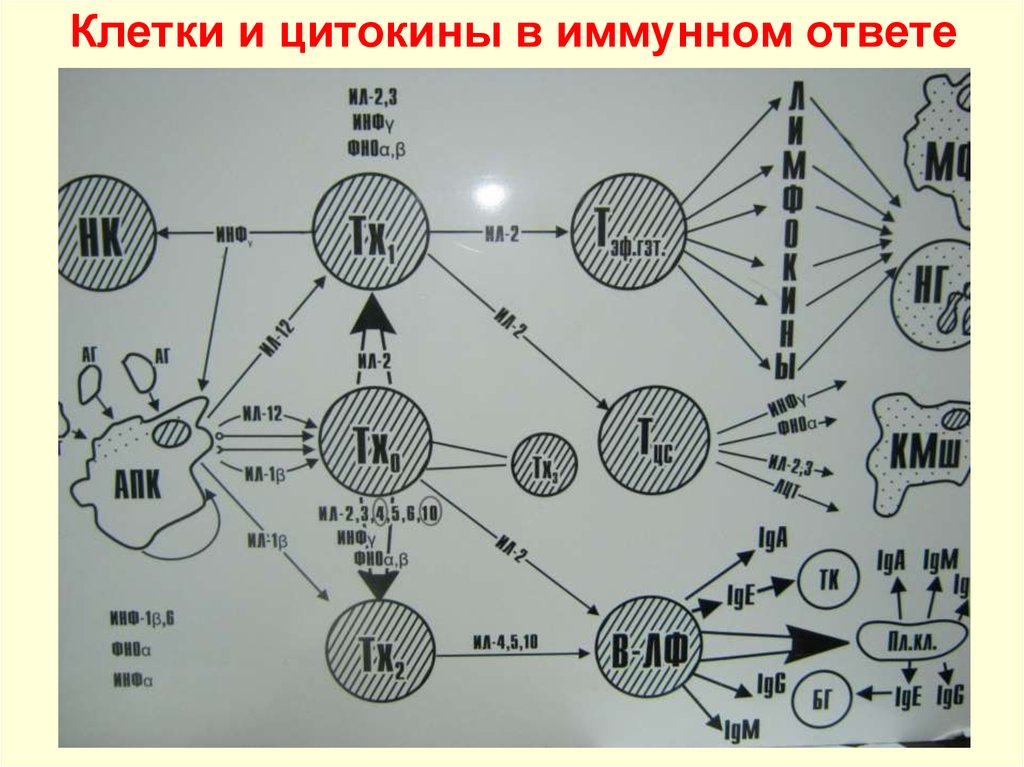 Иммунные цитокины. Цитокины и иммунный ответ. Роль цитокинов в иммунном ответе. Цитокины противоинфекционного иммунитета. Виды цитокинов.