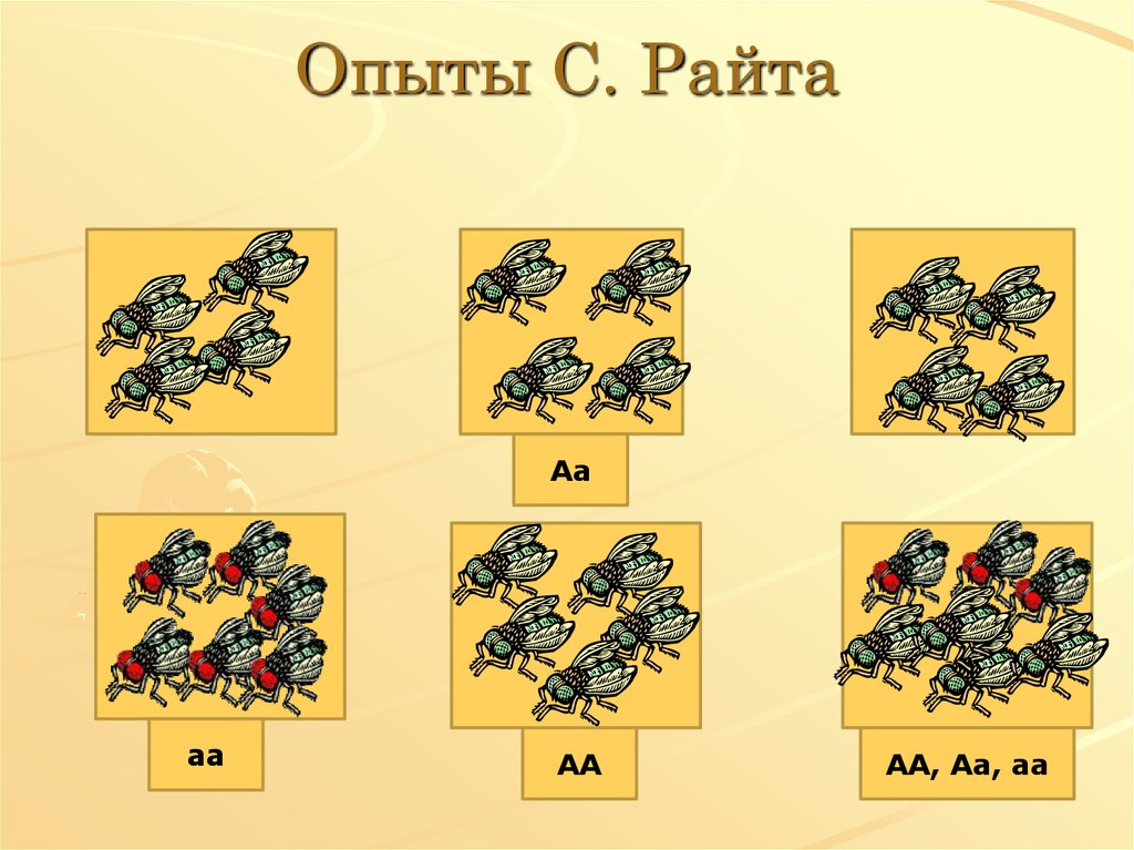 Дрейф генов презентация