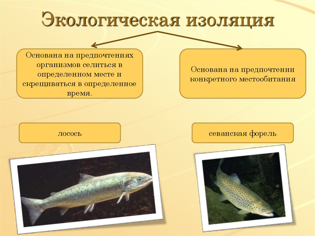 Изоляция эволюционный фактор презентация