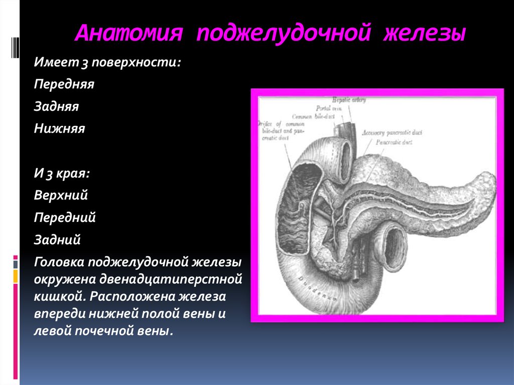 Тип поджелудочной железы