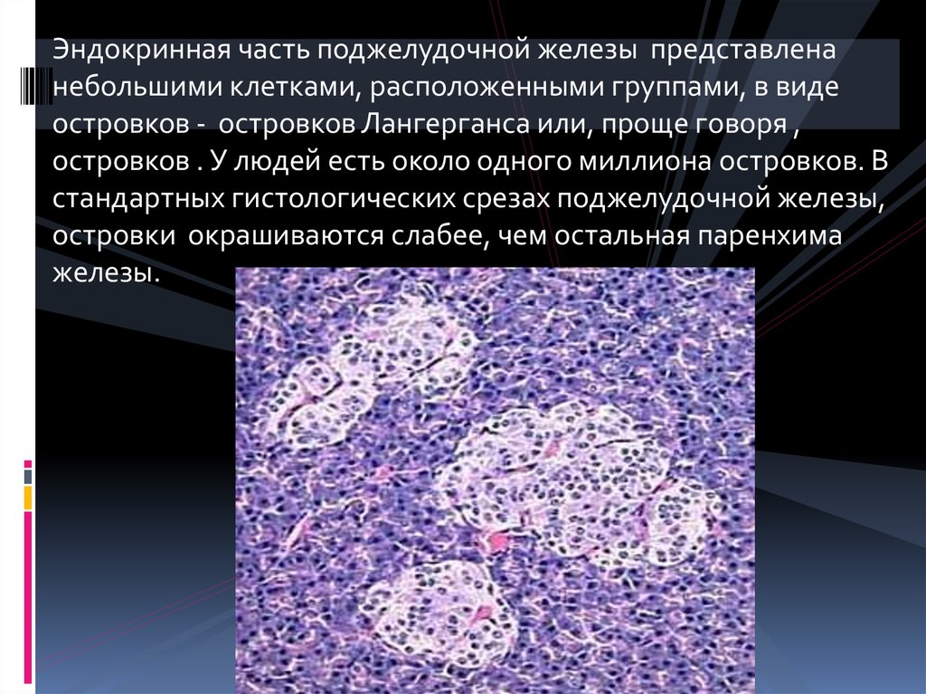 Представленная железа. Эндокринная часть поджелудочной железы представлена. Эдокринная часть желез. Клетки эндокринной части поджелудочной железы. Внутрисекреторная часть поджелудочной железы представлена.