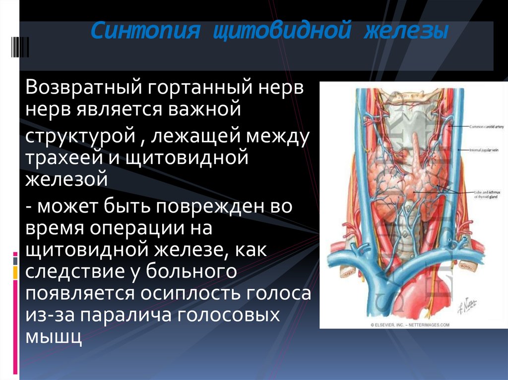Повредили нерв после. Синтопия скелетотопия щитовидной железы. Возвратный нерв щитовидной железы. Топография и синтопия щитовидной железы. Нервы щитовидной железы анатомия.