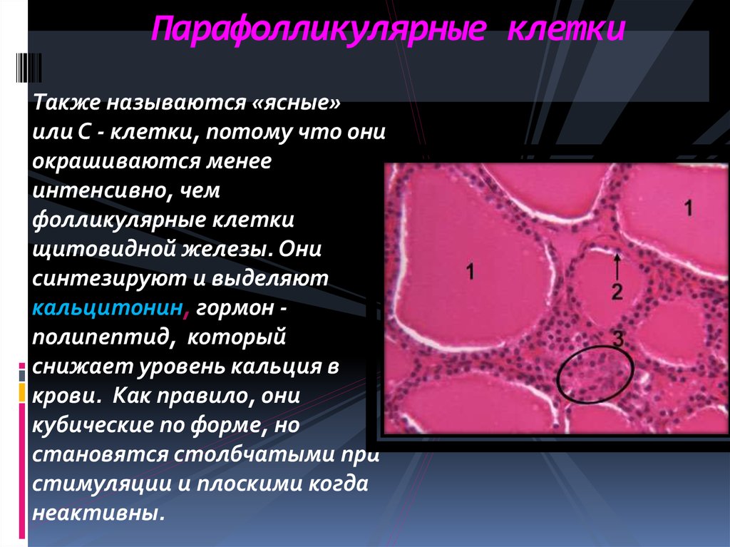 Фолликул тироцита. Парафолликулярные клетки щитовидной железы вырабатывают. Тироциты фолликулярные клетки щитовидной железы. Фолликулярные клетки (тироциты). Парафолликулярные клетки щитовидной железы синтезируют.
