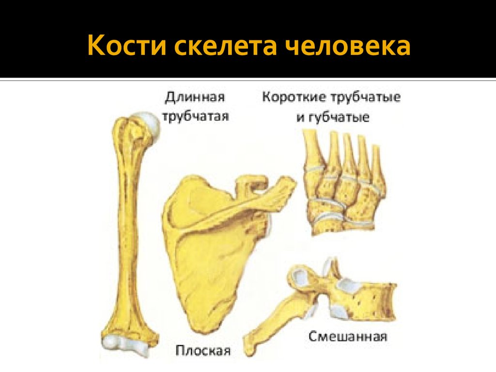 Bones r. Формы костей. Кости человека. Типы костей. Типы костей скелета.