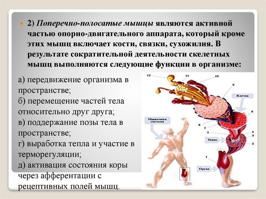 Мышечная система какие органы входят. Передвижение организма в пространстве. Поперечно полосатые мышцы функции. Передвижение тела в пространстве. Опорно двигательный аппарат.