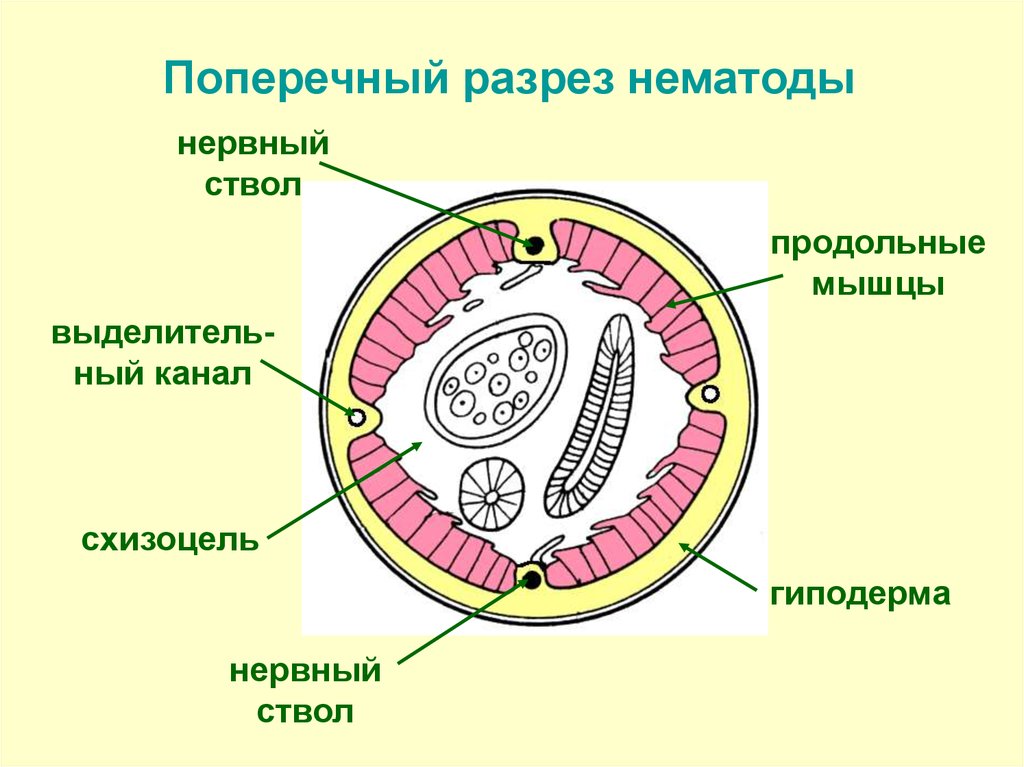 Нервная система круглых. Круглые черви в разрезе строение. Строение круглого червя в разрезе. Схема поперечного среза круглого червя. Поперечный разрез круглого червя.