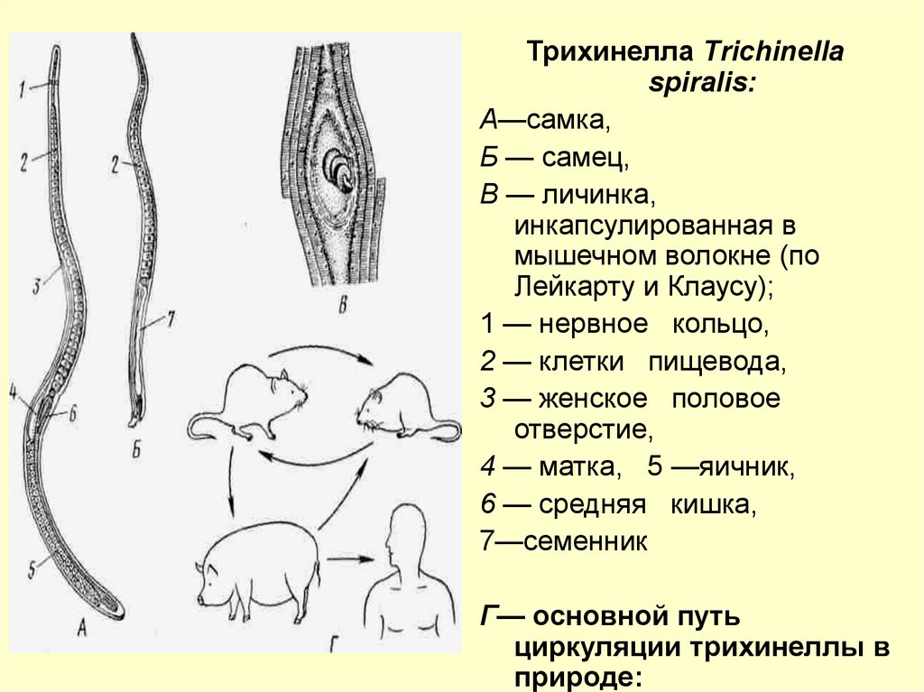 Рисунок трихинеллы в мышцах с обозначениями личинка