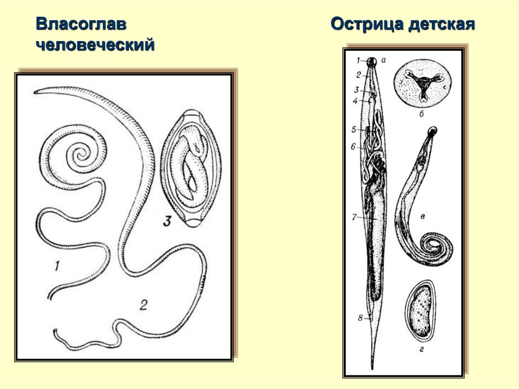 Власоглав рисунок с подписями