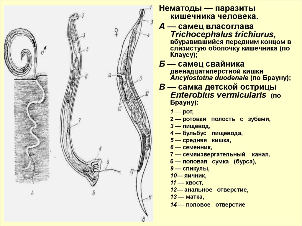 Передний и задний конец червя. Спикула у власоглава. Нематоды - Первичнополостные черви. Нематоды черви строение. Власоглав строение самки и самца.