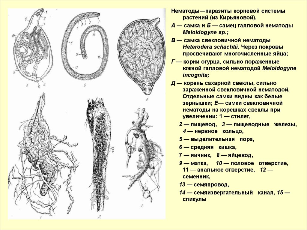 Гермафродитами являются черви. Галловая нематода. Строение личинок нематод. Цикл развития галловой нематоды. Галловые нематоды Размеры.