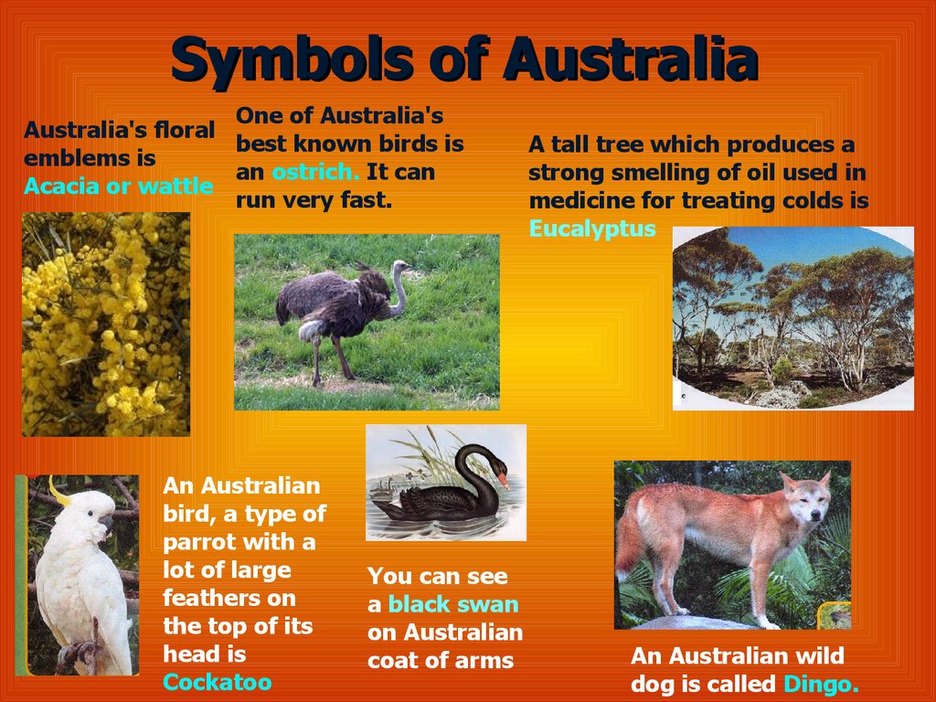 Про английский австралия. Австралия на английском языке. Животные Австралии на английском языке. Символы Австралии на английском. Презентация про Австралию на английском языке.