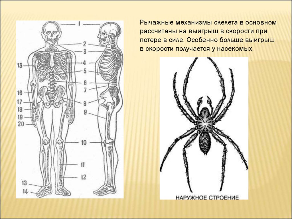 Части тела птицы которые являются рычагами презентация