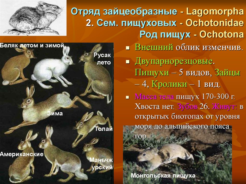 Отряд грызуны общая характеристика. Отряд зайцеобразные (Lagomorpha).. Отряд зайцеобразные образ жизни. Отряд зайцеобразные кролики. Отряд зайцеобразные семейство заячьи.