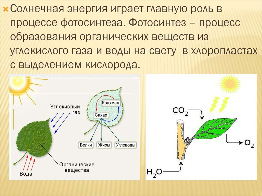 При фотосинтезе образуются ответ. Роль углекислого газа в процессе фотосинтеза. Роль углекислого газа в фотосинтезе. Роль солнечной энергии в фотосинтезе. Нлавнаяролб в процессе фотосинтеза.