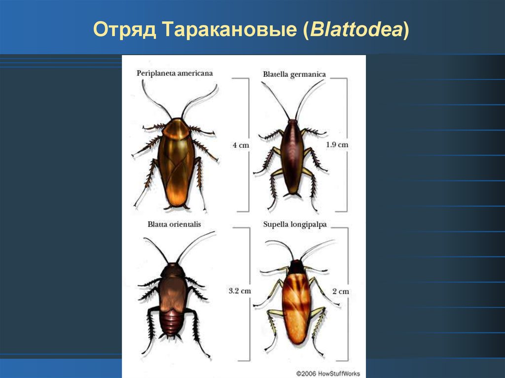 Таракановые отряды насекомых