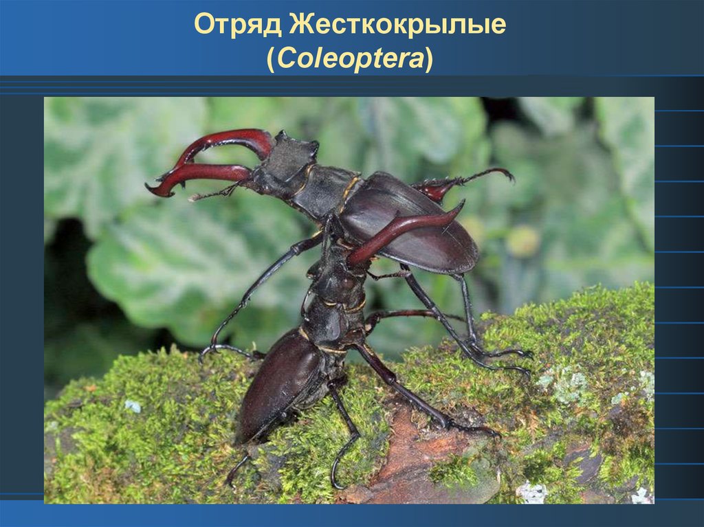 Жук олень неполное превращение. Жук Рогач. Жук-олень (Lucanus Cervus). Жук олень Рогач. Жуки-олени жесткокрылые.