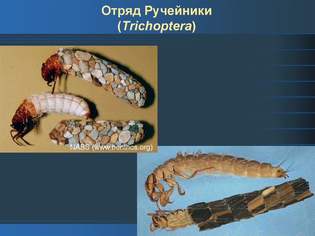 Личинка членистоногих. Ручейники (Trichoptera). Личинка ручейника аноболия. Бабочка ручейника. Ручейник бабочковидный.