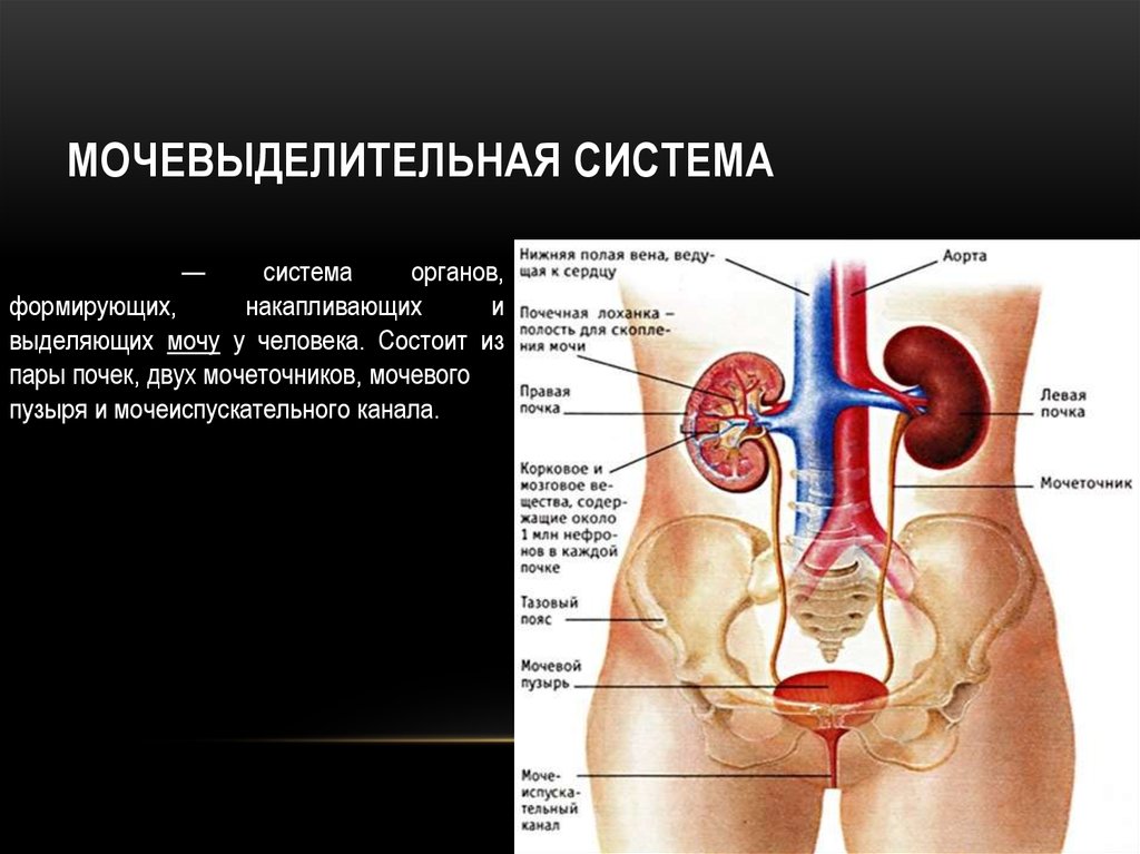 Функция мочевых органов. Мочевыделительная система мочевая система человека. Структура выделительной системы человека. Мочевыделительная система анатомия человека схема. Строение выделительной системы анатомия.