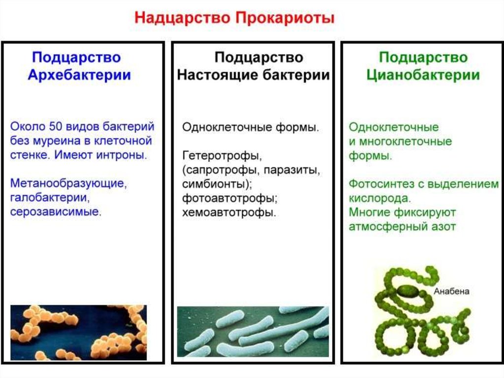 Царство бактерий кратко