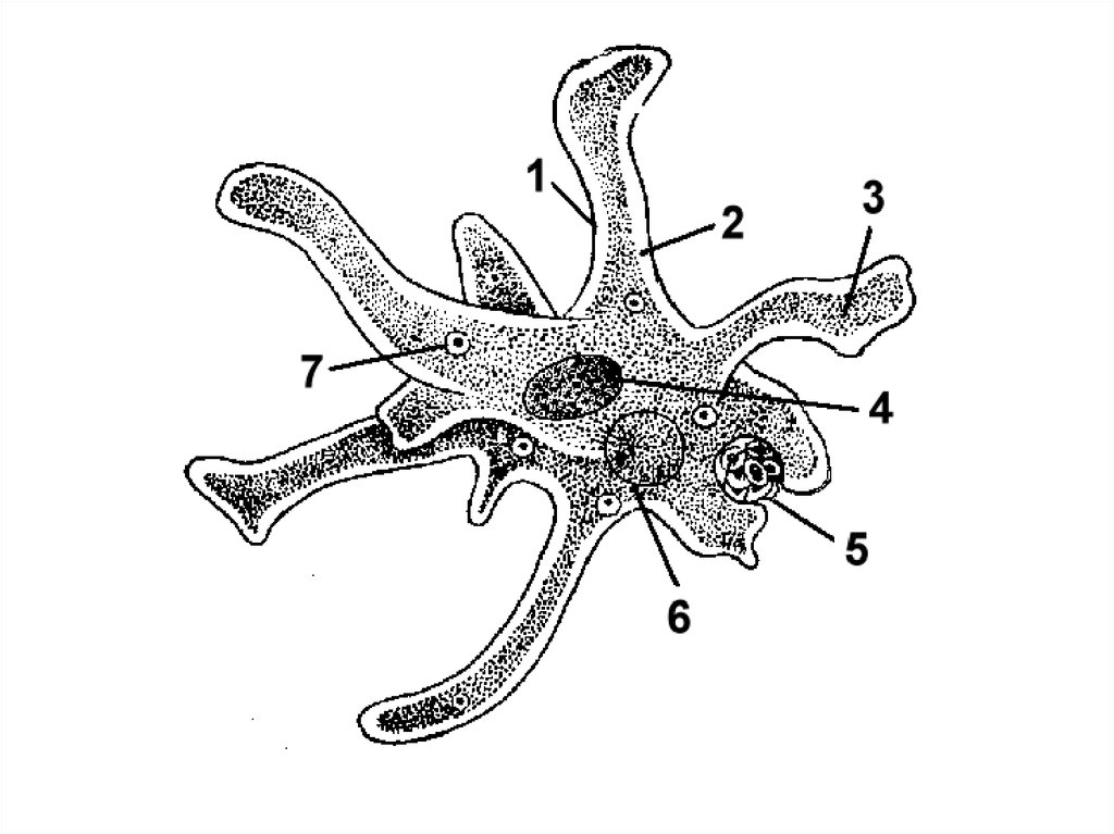 Что обозначено на рисунке цифрой 3 ложноножка цитоплазма пищеварительная вакуоль ядро ответ