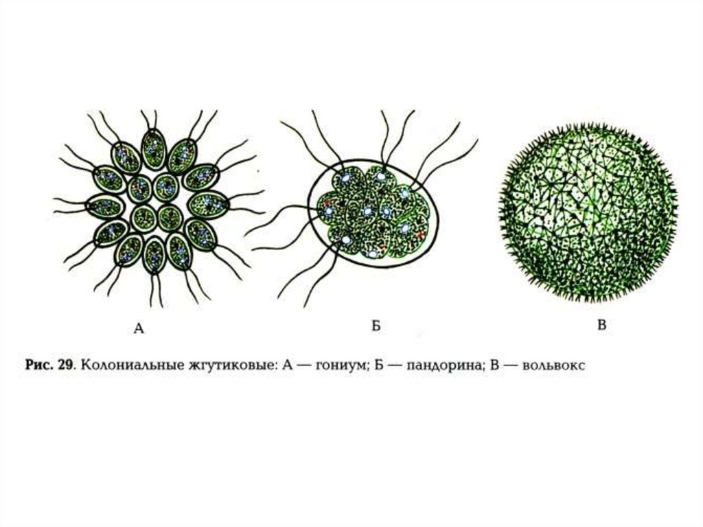 Колония это 5 класс. Вольвокс жгутиковые. Колониальные жгутиконосцы вольвокс. Зооиды у вольвокса. Вольвокс и Пандорина.