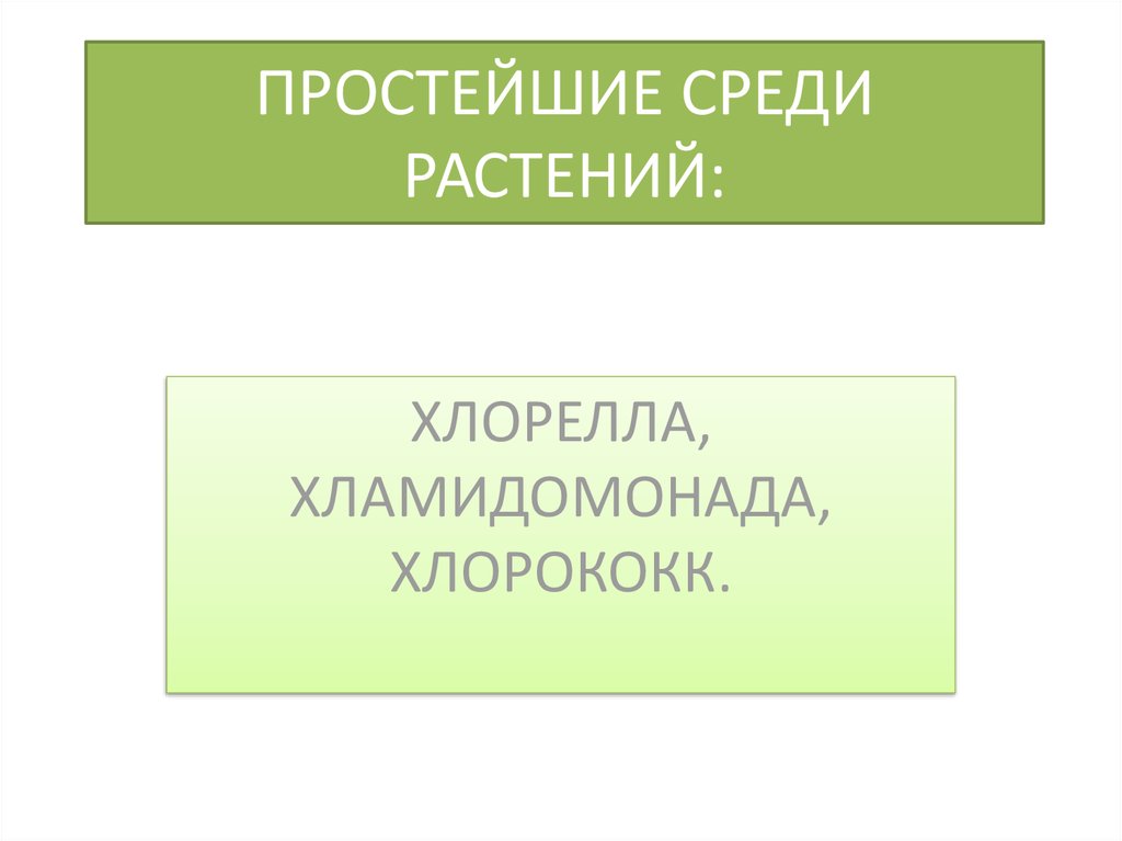 ПРОСТЕЙШИЕ СРЕДИ РАСТЕНИЙ: