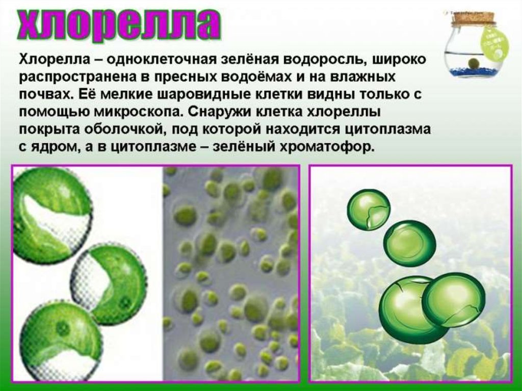 Вклад зеленых водорослей в развитие космонавтики проект 6 класс