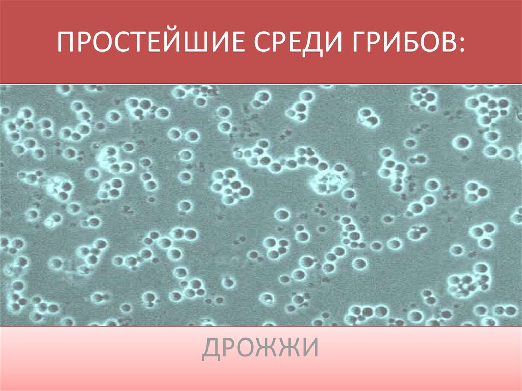 ПРОСТЕЙШИЕ СРЕДИ ГРИБОВ: