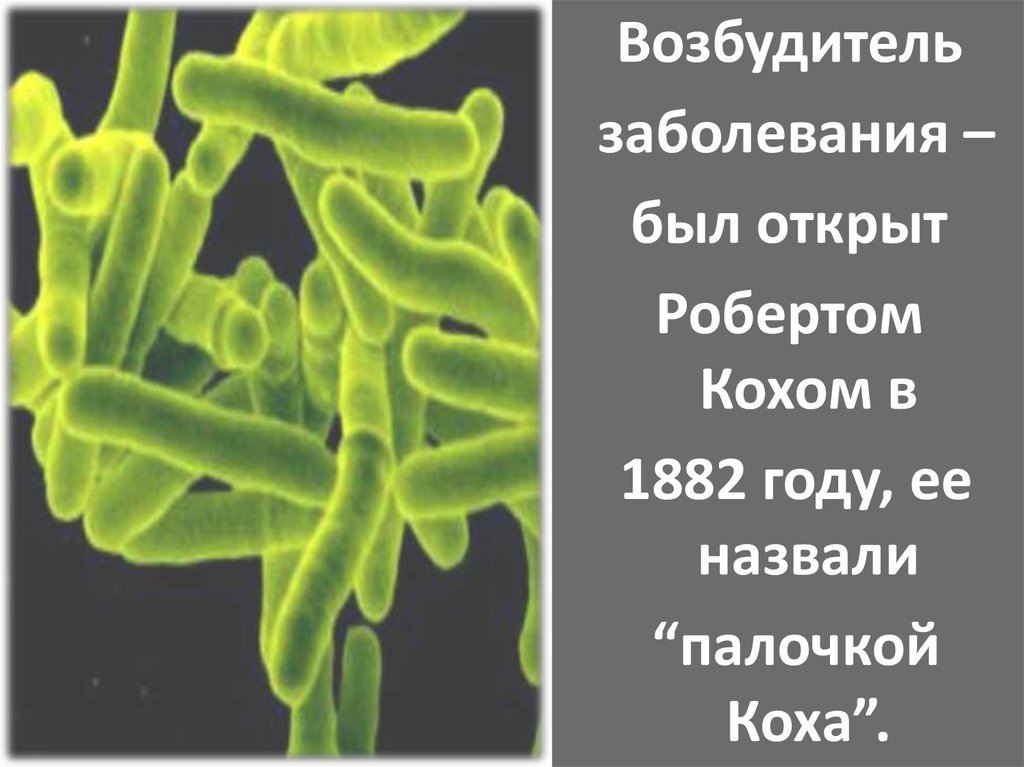 Палочка коха относится к эукариотам