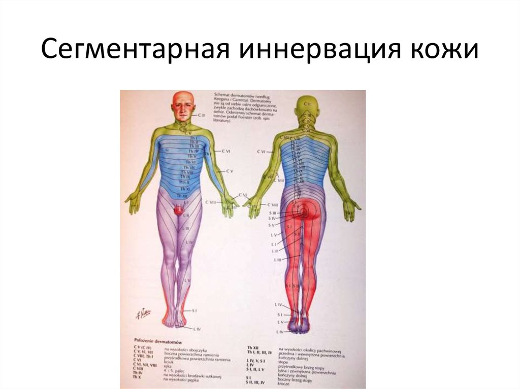 Иннервация бедра. Сегментарная иннервация кожи туловища. Иннервация кожи периферической. Схема сегментарной иннервации кожи корешками. Иннервация кожи спинной мозг.