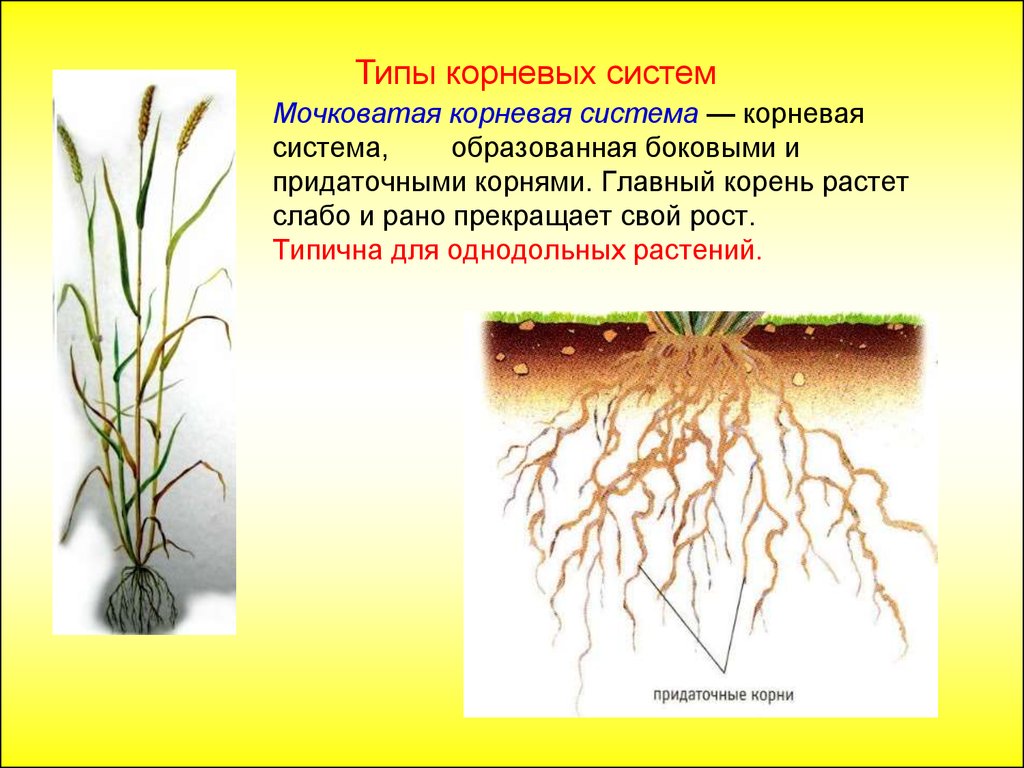 Какой тип системы у пшеницы. Корневая мокроватая система растения. Корневые и мочковатые корни растений. Стержневая и мочковатая система корня. Растения с мочковатой корневой системой.