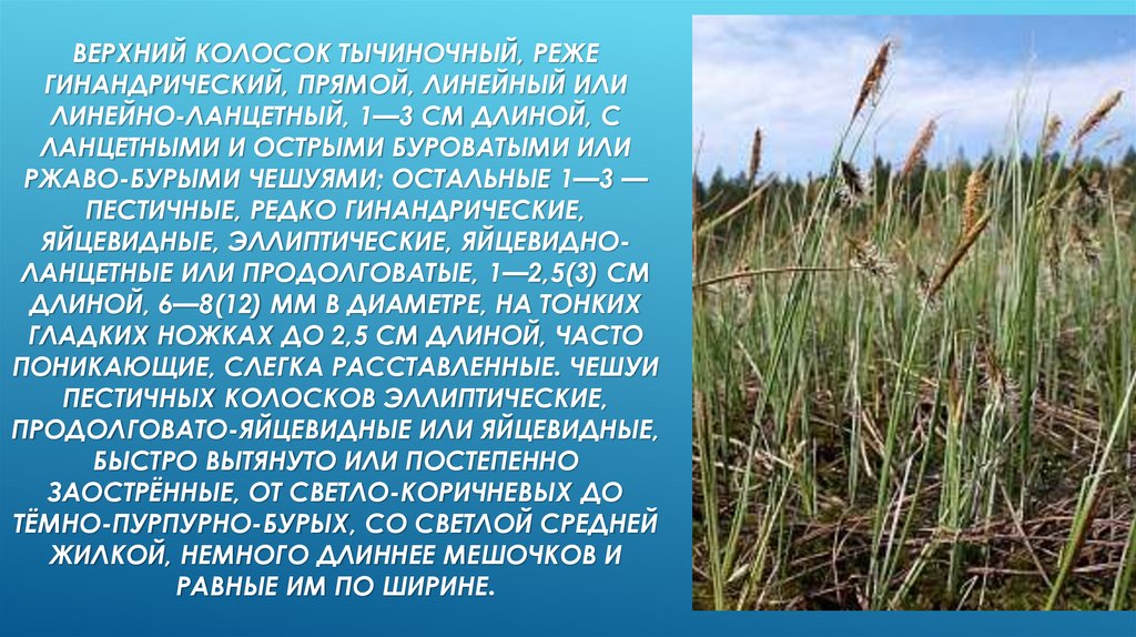 Верхний колосок тычиночный, реже гинандрический, прямой, линейный или линейно-ланцетный, 1—3 см длиной, с ланцетными и острыми буроватыми и