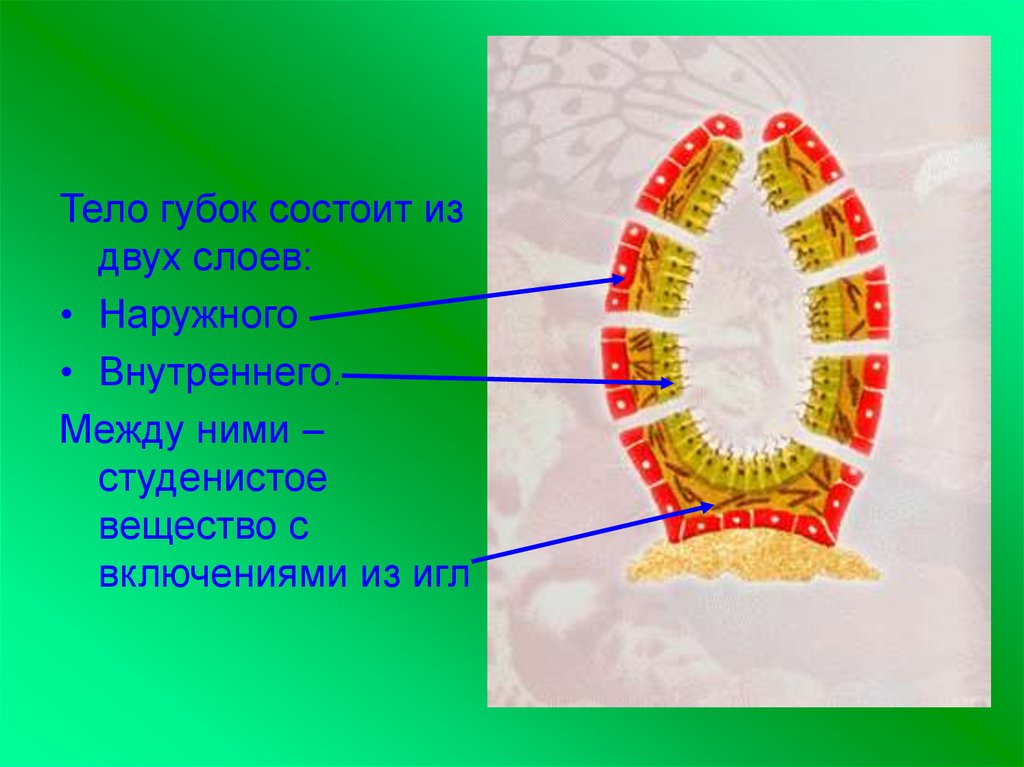 Губки рисунок биология