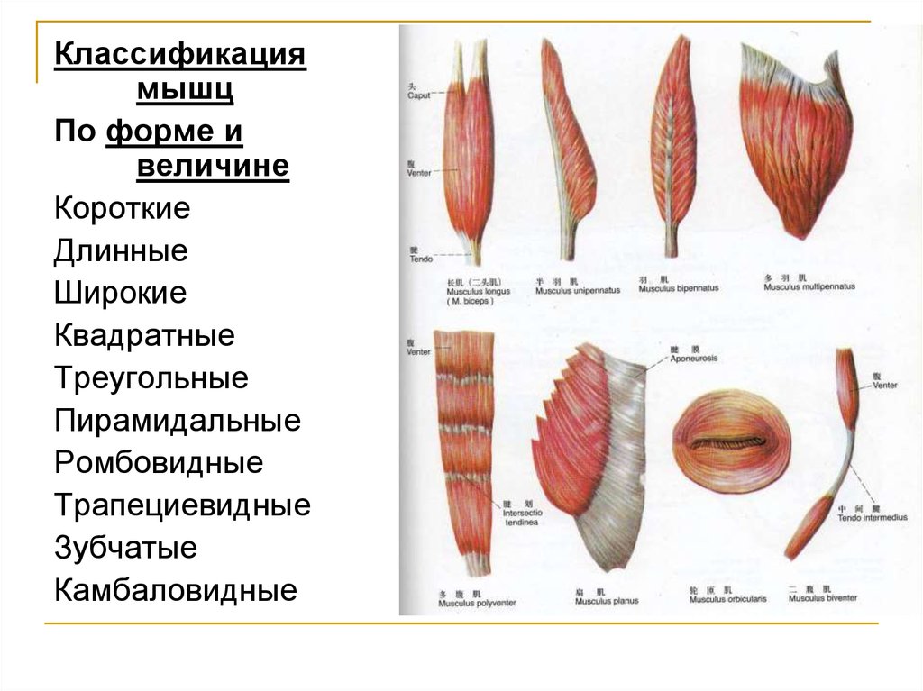 Классификация мышц. Классификация мышц анатомия. Классификация мышц длинные короткие широкие. Классификация мышц человека по форме. Классификация мышц по величине.