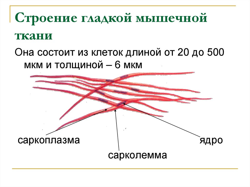 Состав какого органа входят мышечные клетки изображенные на рисунке