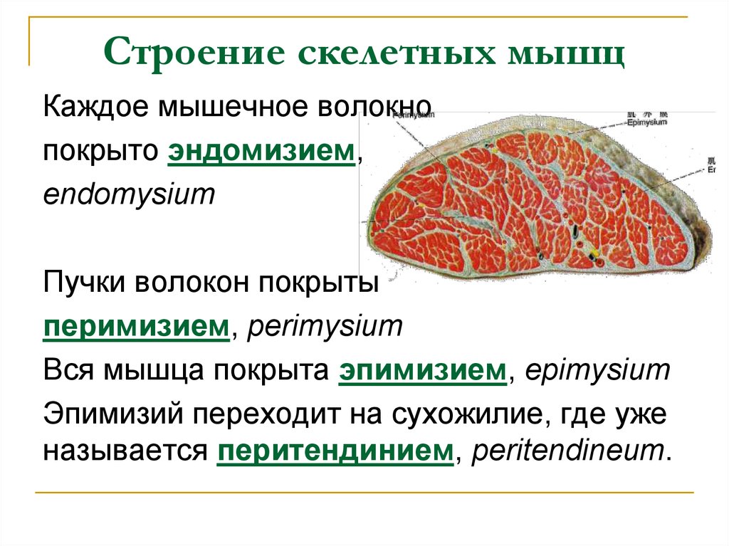 Скелетные мышцы покрыты