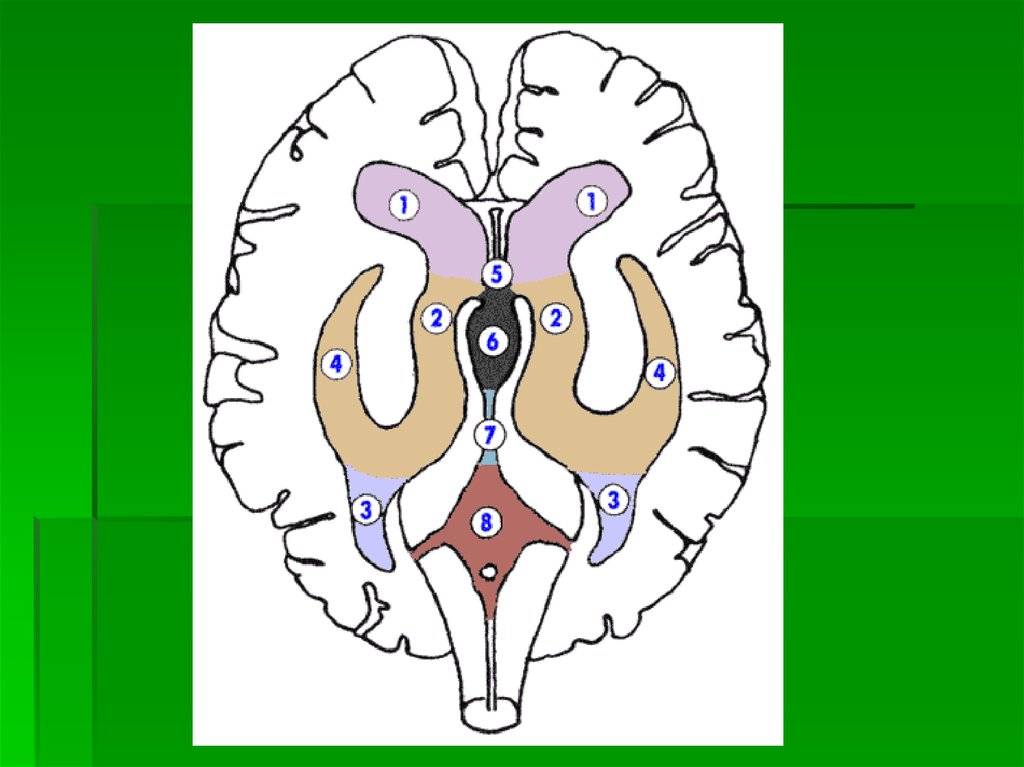 Задний рог мозга. Боковые желудочки головного мозга анатомия. СИЛЬВИЕВ проток. Рога боковых желудочков головного мозга. Боковые желудочки бокового мозга.