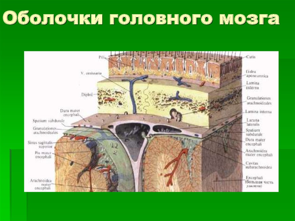 Заболевание оболочки головного мозга