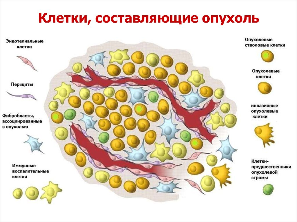 Опухоль схема. Строение опухоли схема. Органоидность строения опухоли. Строение раковой клетки. Строение опухоли структура опухолевой клетки.