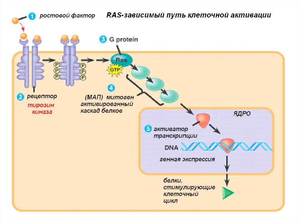Белки активаторы. Клеточно- молекулярные механизмы канцерогенеза.. Механизм активации генов супрессоров. Механизмы активации онкогенов. Механизм клеточной трансформации.