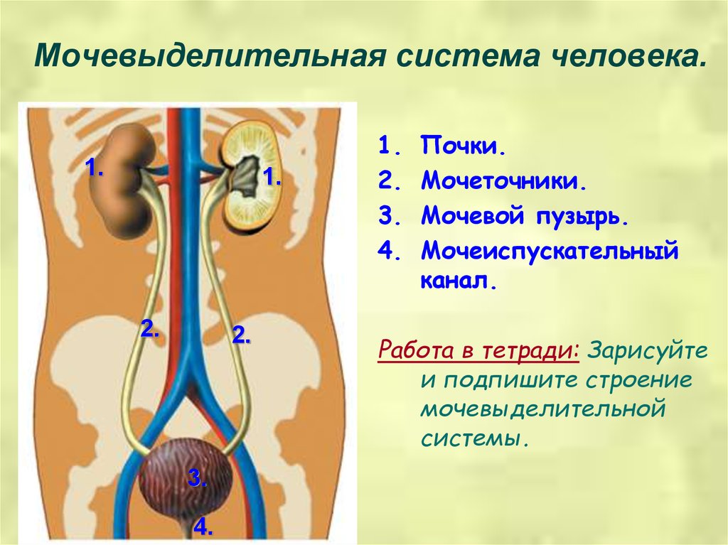 Мочевыделительная система анатомия презентация