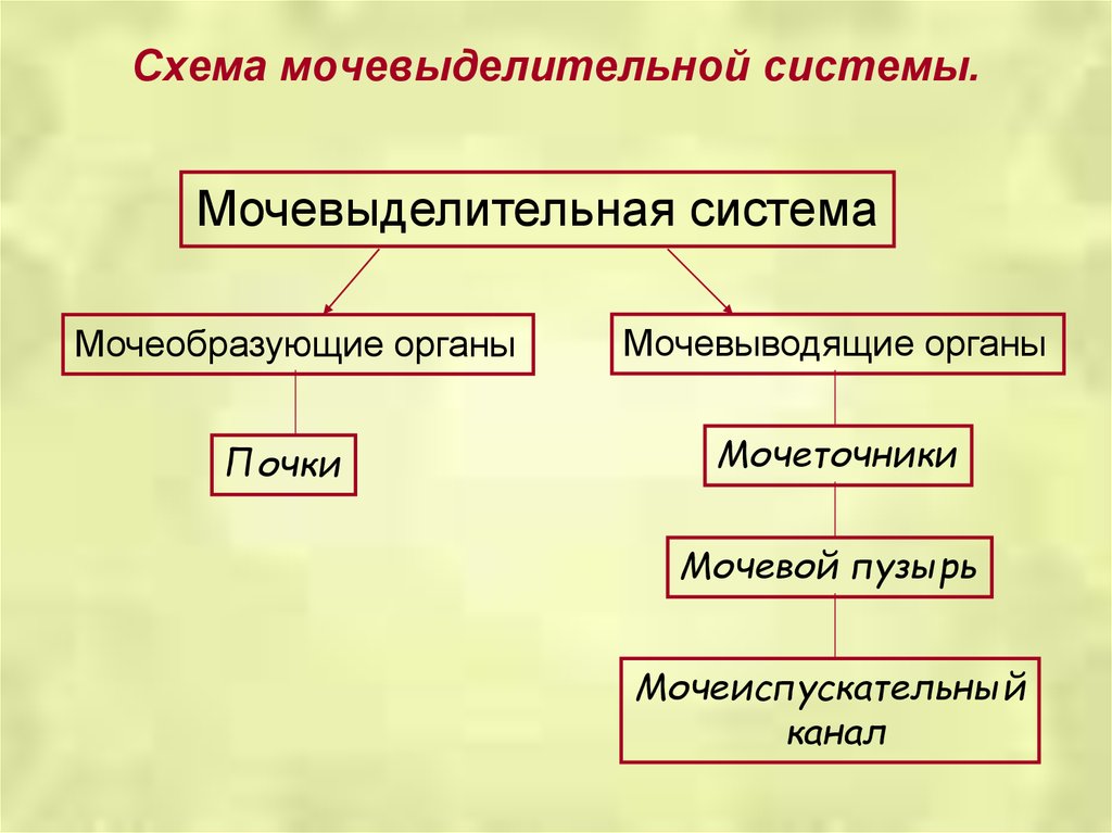 Схема органов мочевыделения