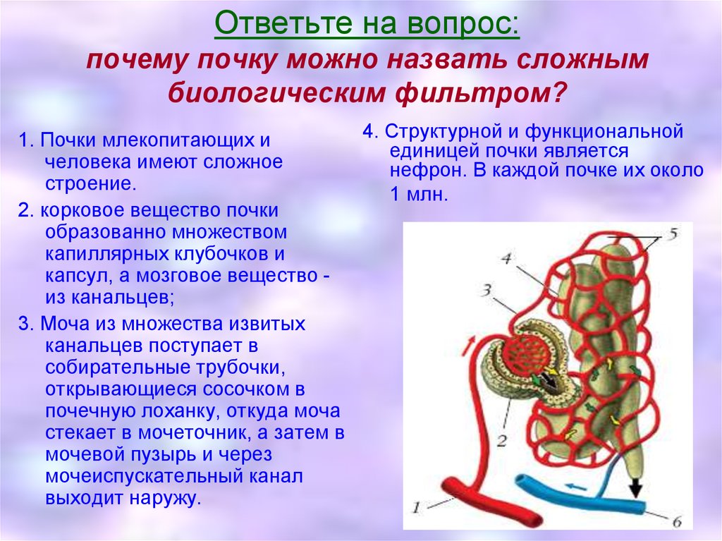 Презентация на тему почки анатомия