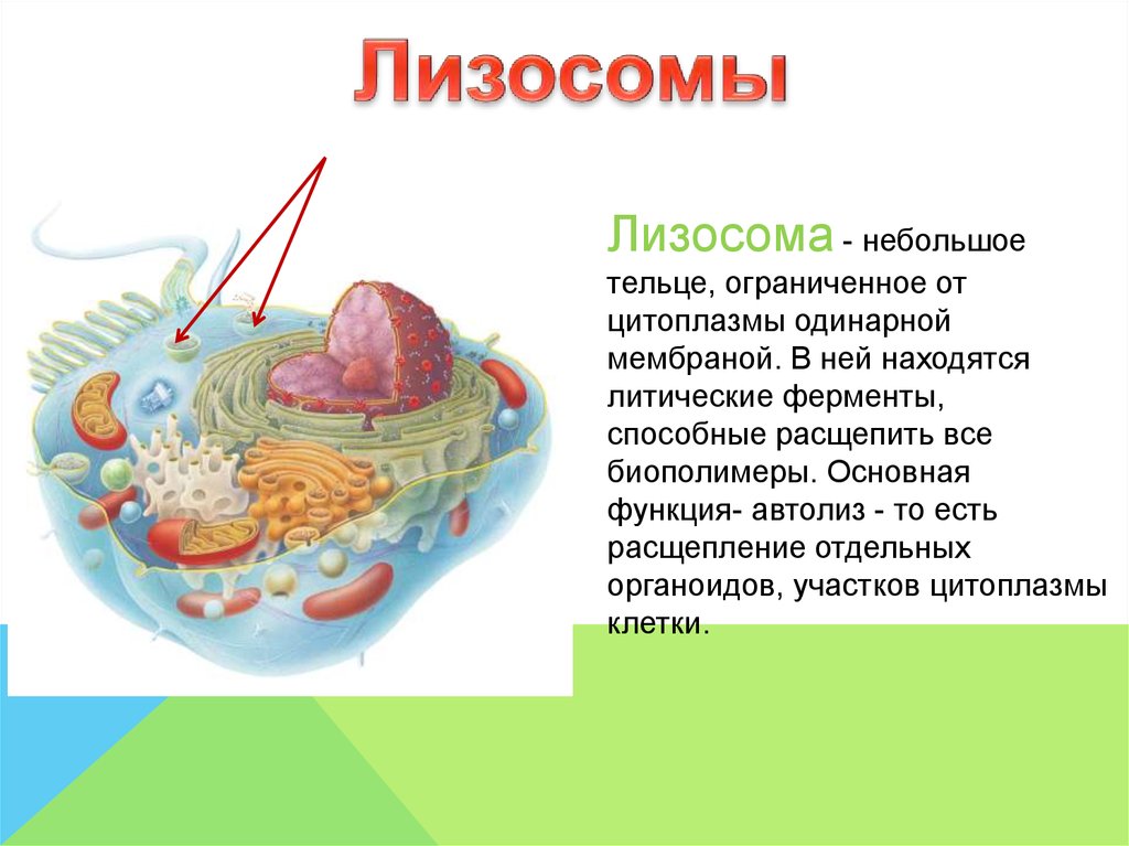 Лизосомы расщепление биополимеров. Структура лизосомы клетки. Клеточные органоиды лизосомы. Строение растительной клетки лизосомы.